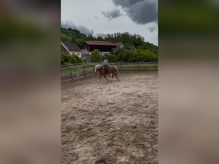 Haflinger Mix Ruin 8 Jaar 160 cm Vos in Oberkirch