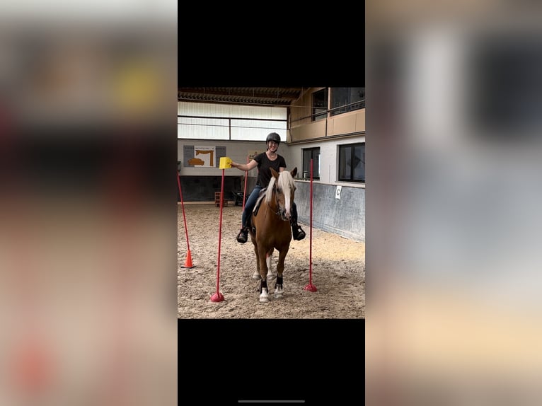 Haflinger Mix Ruin 8 Jaar 160 cm Vos in Oberkirch