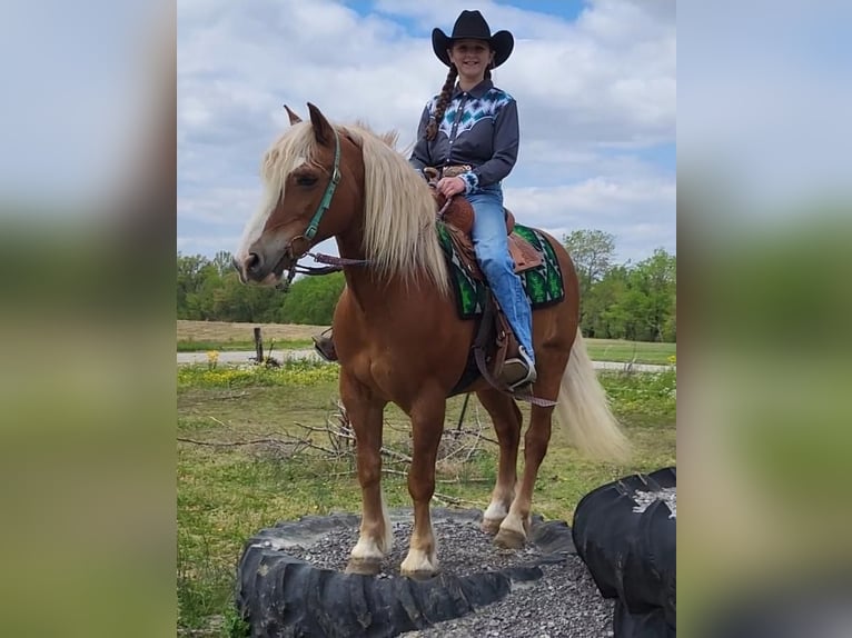 Haflinger Ruin 8 Jaar Donkere-vos in Robards, KY