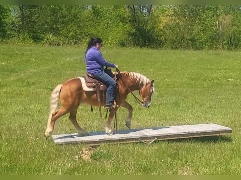 Haflinger Ruin 8 Jaar Donkere-vos in Robards, KY