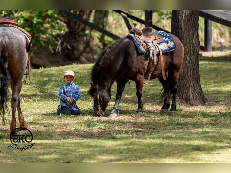 Haflinger Mix Ruin 8 Jaar Zwart in Canyon, TX