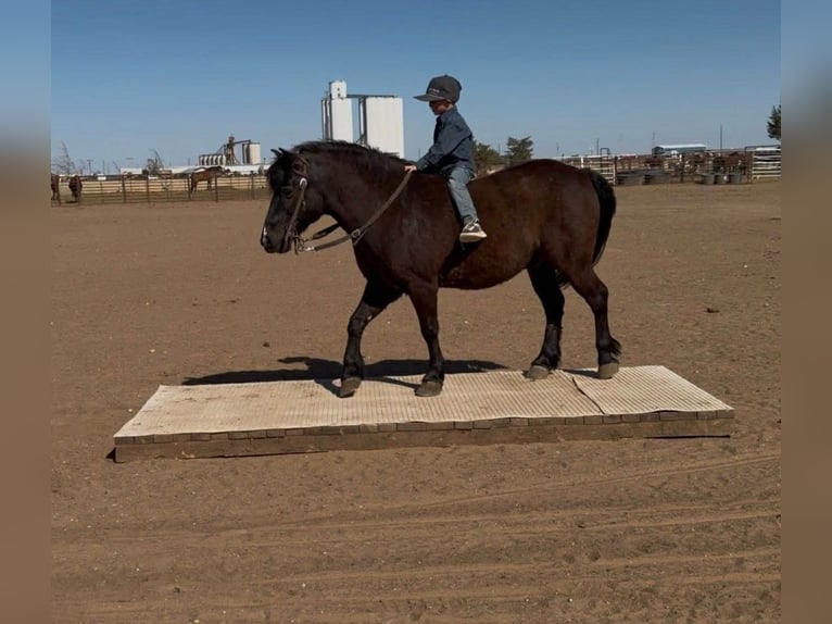 Haflinger Mix Ruin 8 Jaar Zwart in Canyon, TX