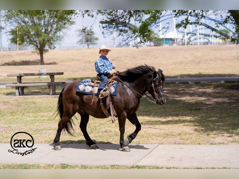 Haflinger Mix Ruin 8 Jaar Zwart in Canyon, TX