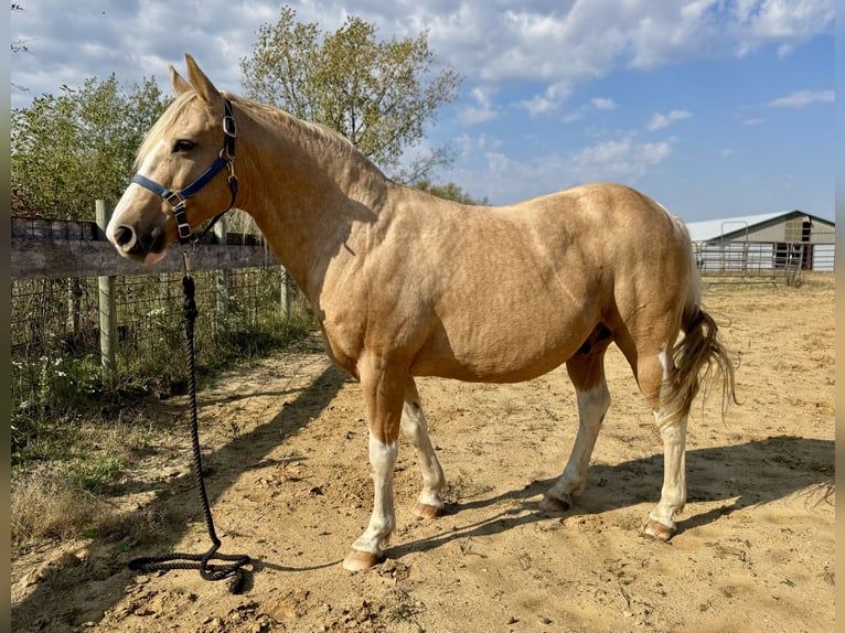 Haflinger Mix Ruin 9 Jaar 145 cm Palomino in River Falls