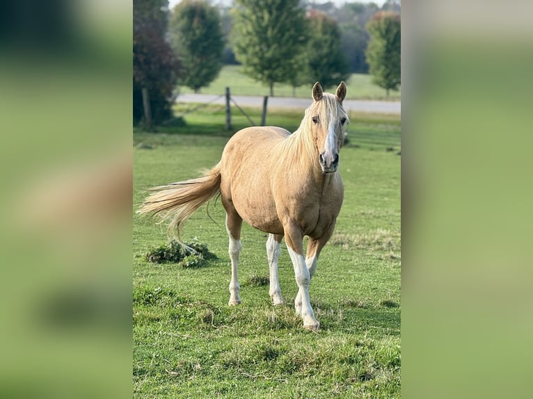 Haflinger Mix Ruin 9 Jaar 145 cm Palomino in River Falls