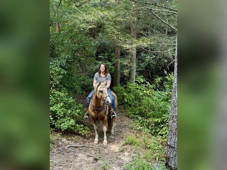 Haflinger Mix Ruin 9 Jaar 145 cm Palomino in River Falls