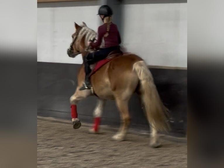 Haflinger Ruin 9 Jaar 149 cm Vos in Nettetal