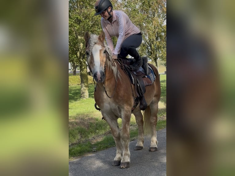 Haflinger Ruin 9 Jaar 149 cm Vos in Nettetal