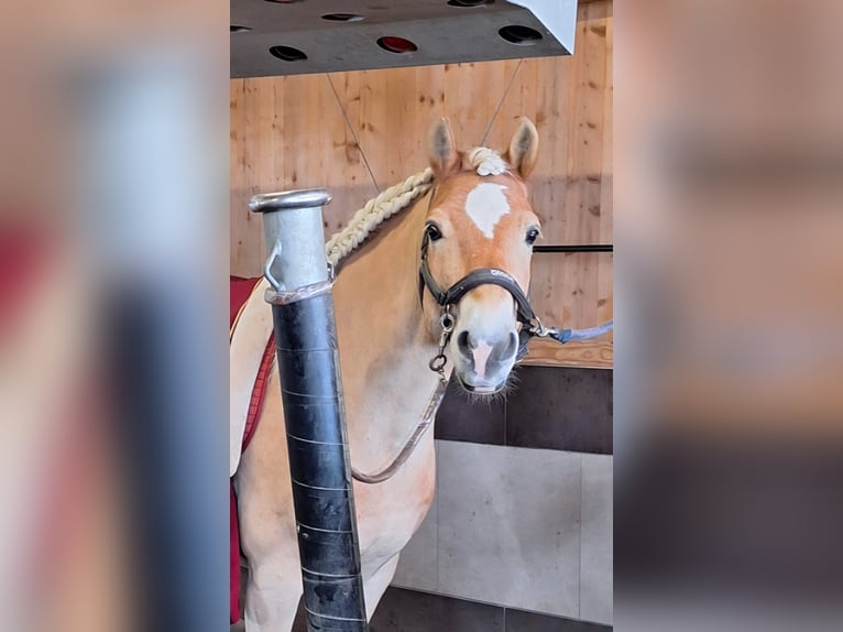 Haflinger Ruin 9 Jaar 150 cm  in Pfarrwerfen