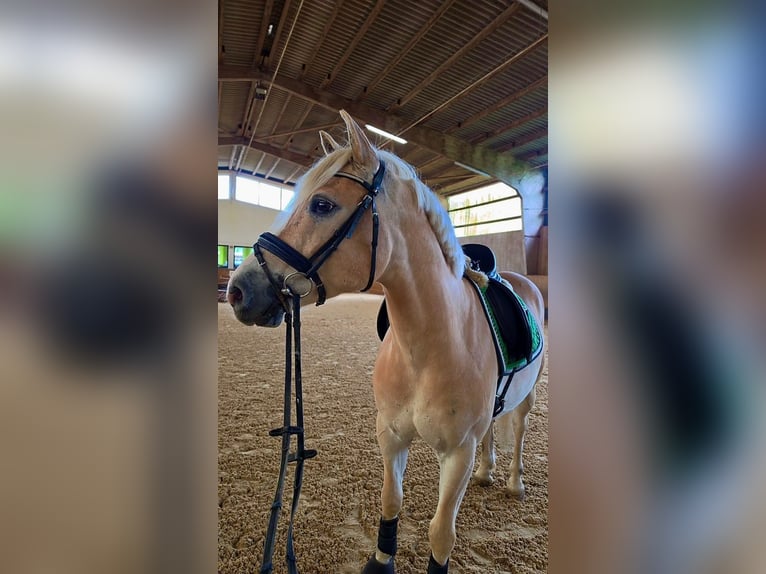 Haflinger Ruin 9 Jaar 150 cm  in Neuendettelsau