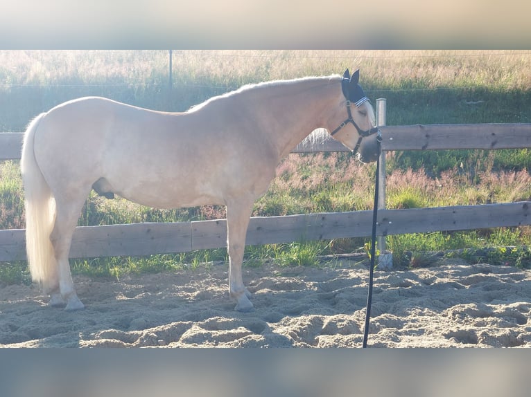 Haflinger Ruin 9 Jaar 151 cm Falbe in Davidschlag
