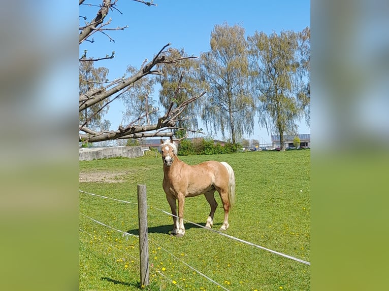 Haflinger Ruin 9 Jaar 151 cm Vos in Oberostendorf