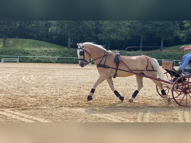 Haflinger Ruin 9 Jaar 152 cm in Zistersdorf