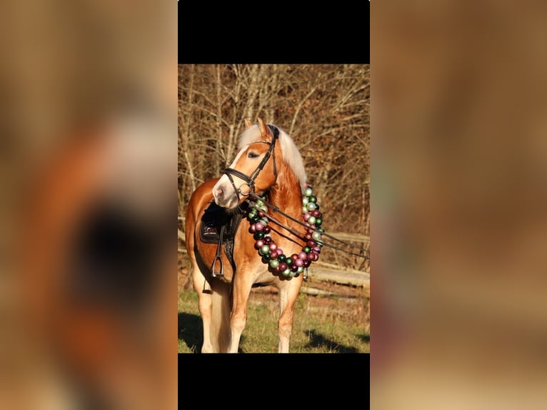 Haflinger Ruin 9 Jaar 152 cm Vos in Vogau