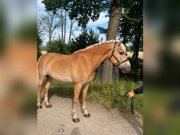 Haflinger Ruin 9 Jaar 153 cm Palomino in Garching bei München