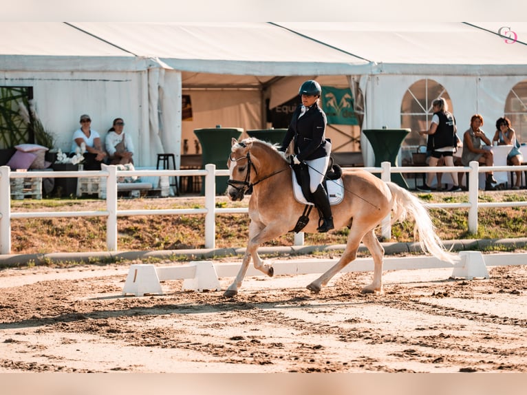 Haflinger Ruin 9 Jaar 153 cm Vos in Kirchbach