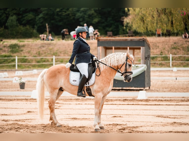 Haflinger Ruin 9 Jaar 153 cm Vos in Kirchbach