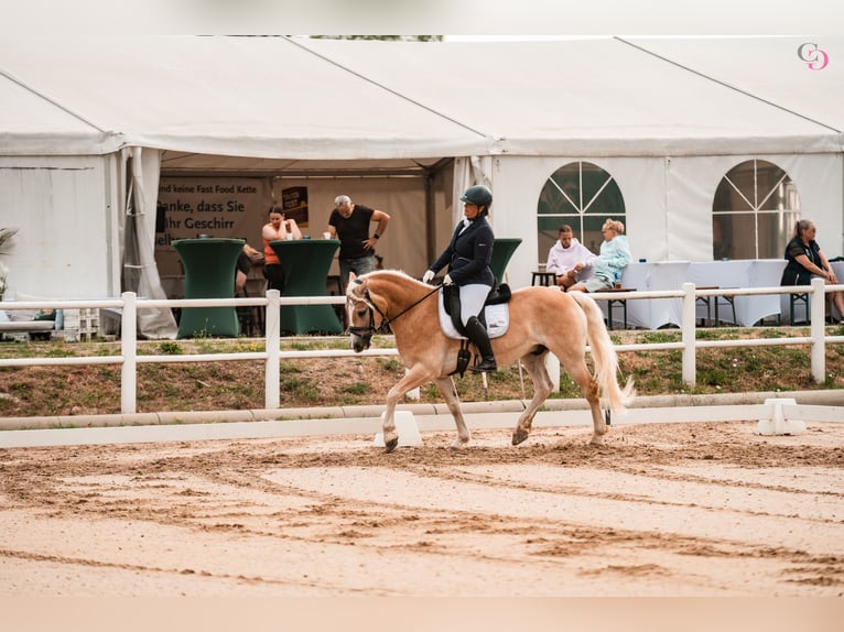 Haflinger Ruin 9 Jaar 153 cm Vos in Kirchbach