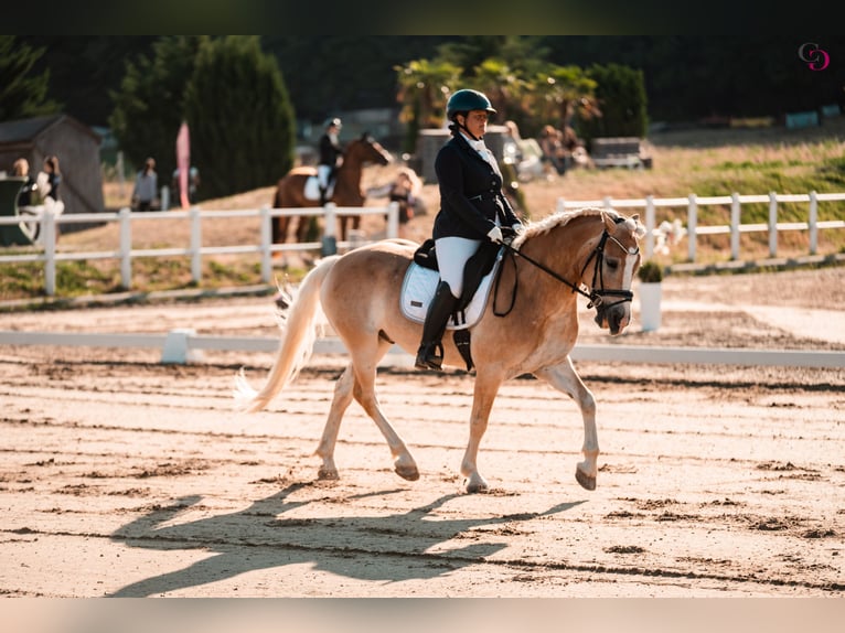 Haflinger Ruin 9 Jaar 153 cm Vos in Kirchbach