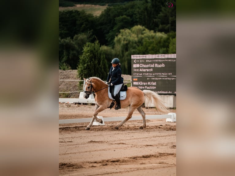 Haflinger Ruin 9 Jaar 153 cm Vos in Kirchbach