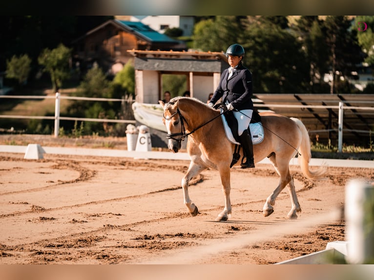 Haflinger Ruin 9 Jaar 153 cm Vos in Kirchbach