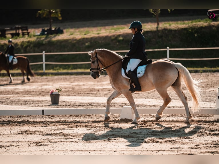 Haflinger Ruin 9 Jaar 153 cm Vos in Kirchbach