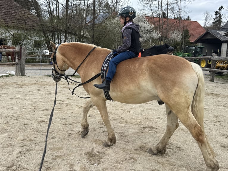 Haflinger Ruin 9 Jaar 153 cm Vos in Kirchbach