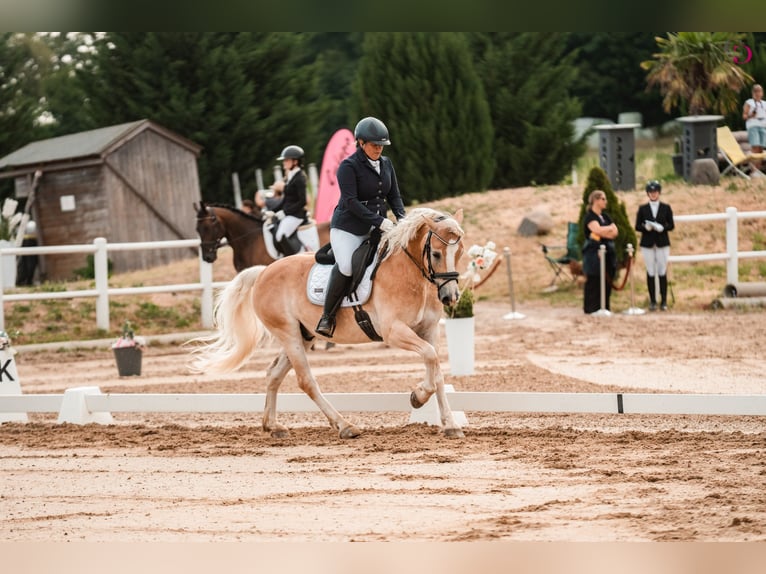 Haflinger Ruin 9 Jaar 153 cm Vos in Kirchbach