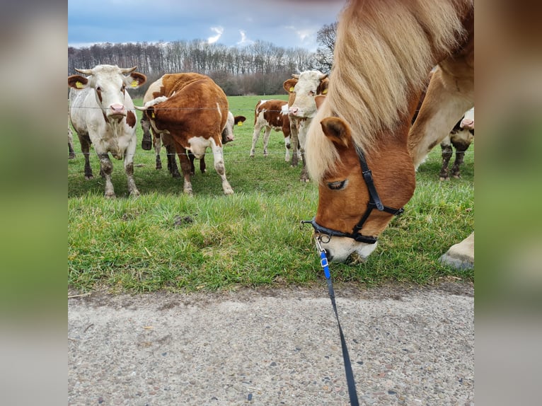 Haflinger Ruin 9 Jaar 156 cm Vos in Borstel
