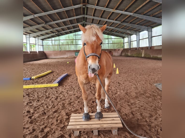 Haflinger Ruin 9 Jaar 156 cm Vos in Borstel