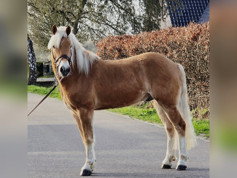 Haflinger Ruin 9 Jaar 158 cm Palomino in Someren