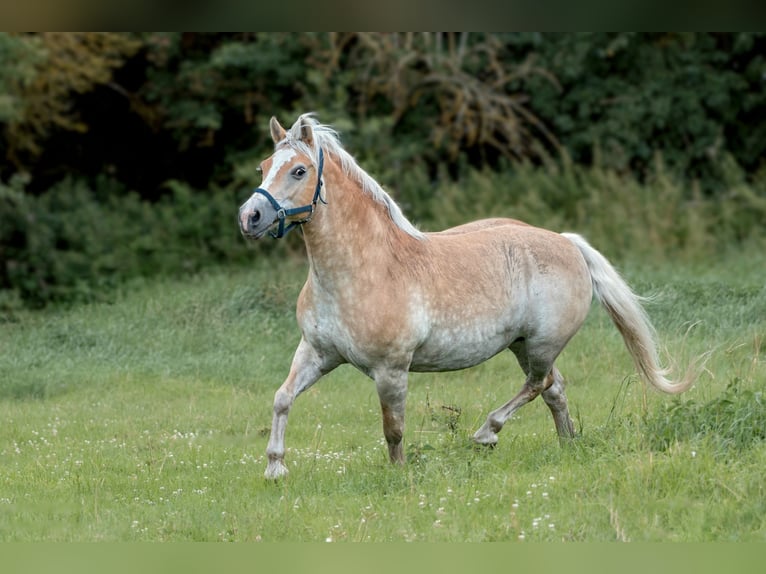 Haflinger Ruin 9 Jaar Vos in Frellstedt