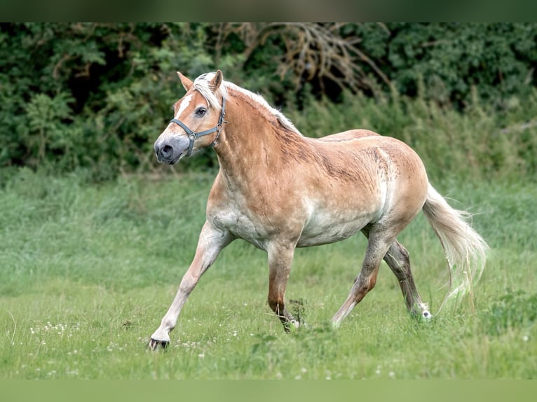 Haflinger Ruin 9 Jaar Vos in Frellstedt