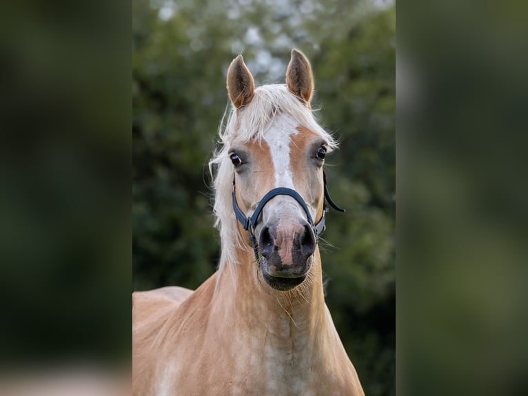 Haflinger Ruin 9 Jaar Vos in Frellstedt