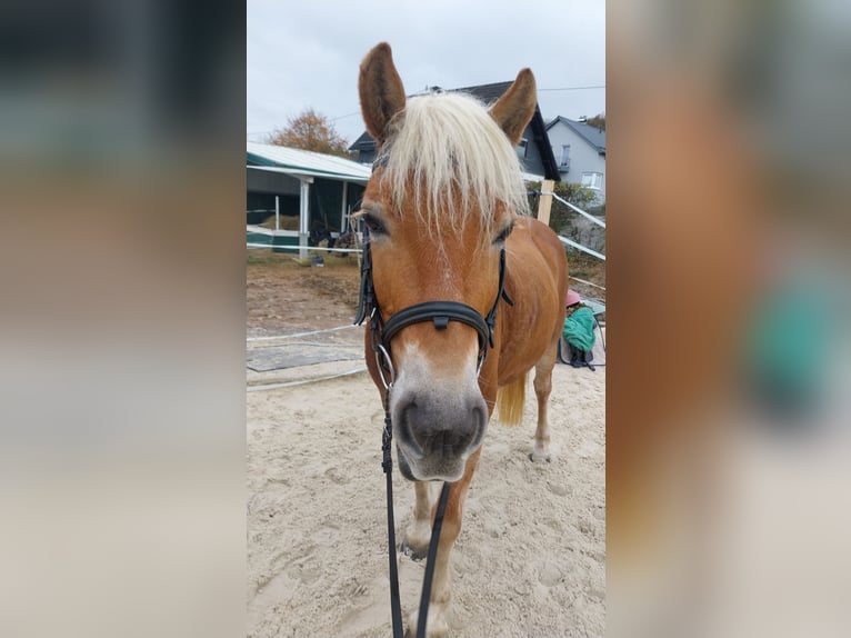 Haflinger Semental 10 años 146 cm Alazán in Kirchhundem