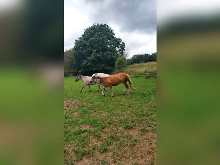 Haflinger Semental 10 años 146 cm Alazán in Kirchhundem