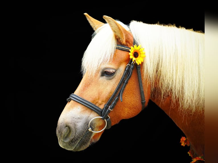 Haflinger Semental 10 años 146 cm Alazán in Kirchhundem