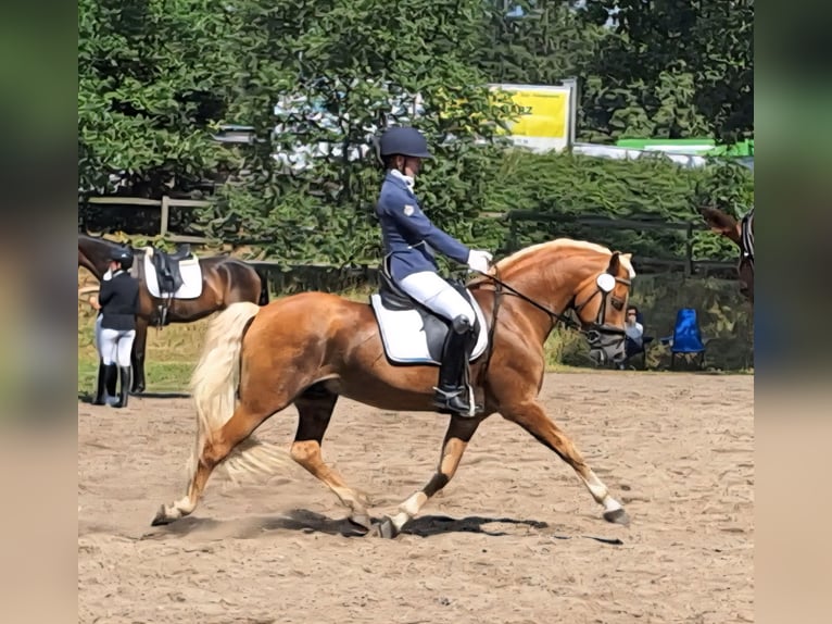 Haflinger Semental 13 años 151 cm Alazán in D&#xF6;tlingen