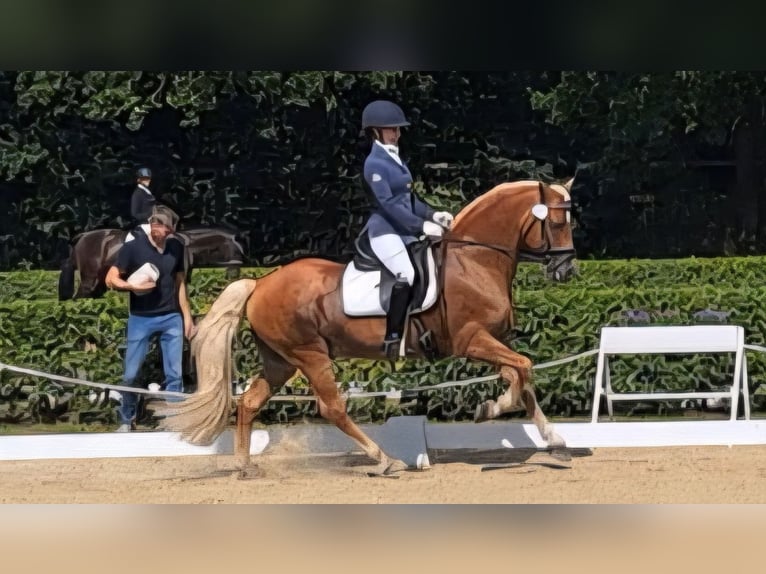 Haflinger Semental 13 años 151 cm Alazán in D&#xF6;tlingen