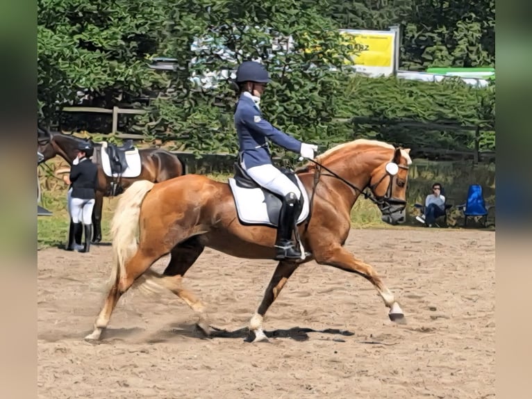 Haflinger Semental 13 años 151 cm Alazán in D&#xF6;tlingen
