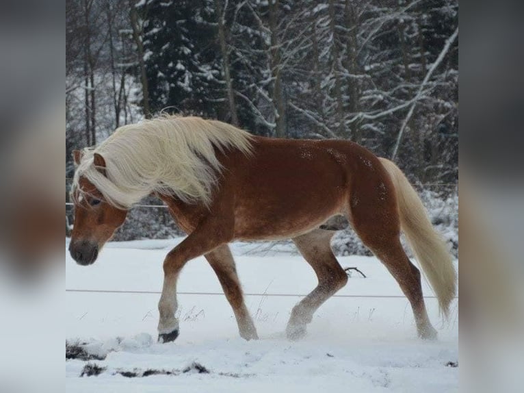 Haflinger Semental 15 años 151 cm Alazán in St.Georgen an der Leys