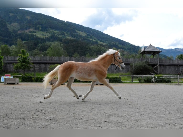 Haflinger Semental 1 año 138 cm  in Distelberg