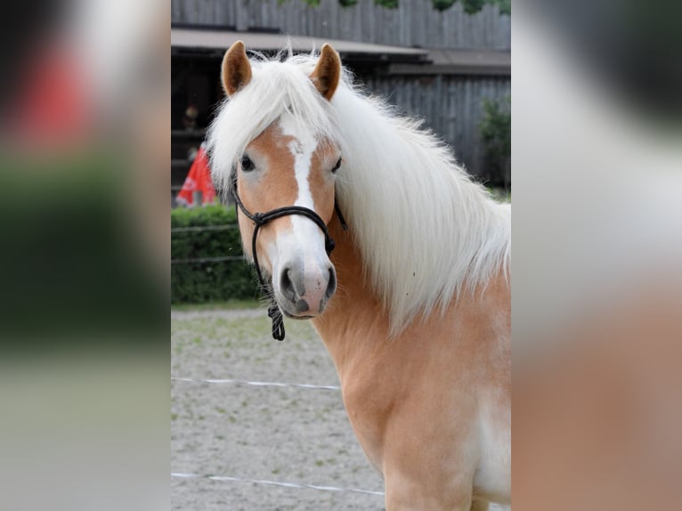 Haflinger Semental 1 año 138 cm  in Distelberg
