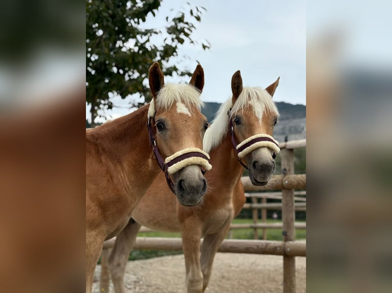 Haflinger Semental 1 año 140 cm Alazán in Gummern