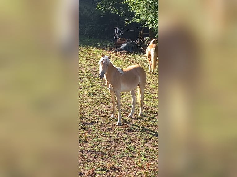 Haflinger Semental 1 año 140 cm Alazán in JABREILLES LES BORDES