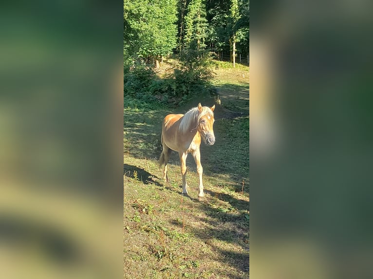 Haflinger Semental 1 año 140 cm Alazán in JABREILLES LES BORDES