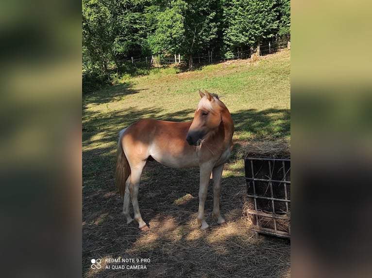 Haflinger Semental 1 año 140 cm Alazán in JABREILLES LES BORDES