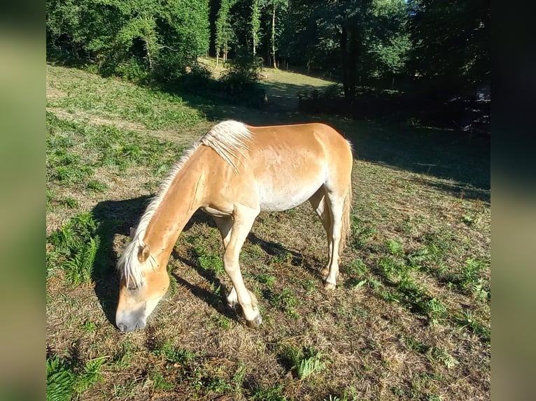Haflinger Semental 1 año 140 cm Alazán in JABREILLES LES BORDES