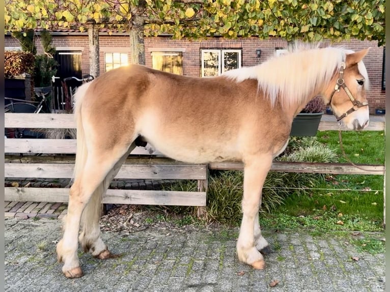 Haflinger Semental 1 año 140 cm in Barneveld