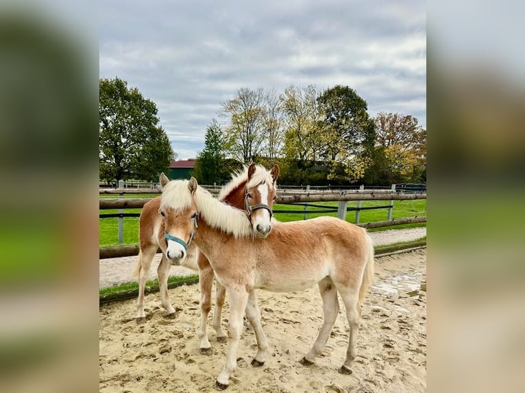 Haflinger Semental 1 año 145 cm Alazán in Witten